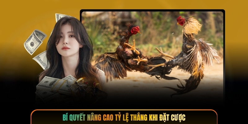 Bí quyết nâng cao tỷ lệ thắng khi đặt cược