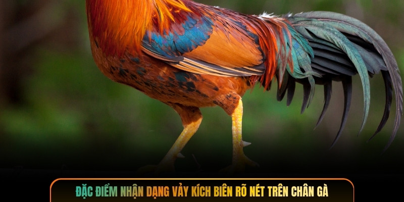 Đặc điểm nhận dạng vảy kích biên rõ nét trên chân gà