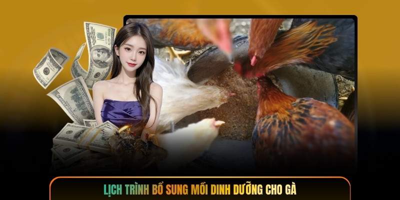 Lịch trình bổ sung mồi dinh dưỡng cho gà